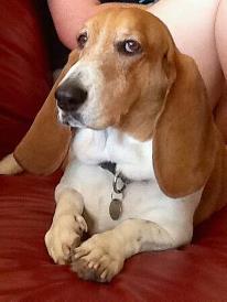 Basset in repose.